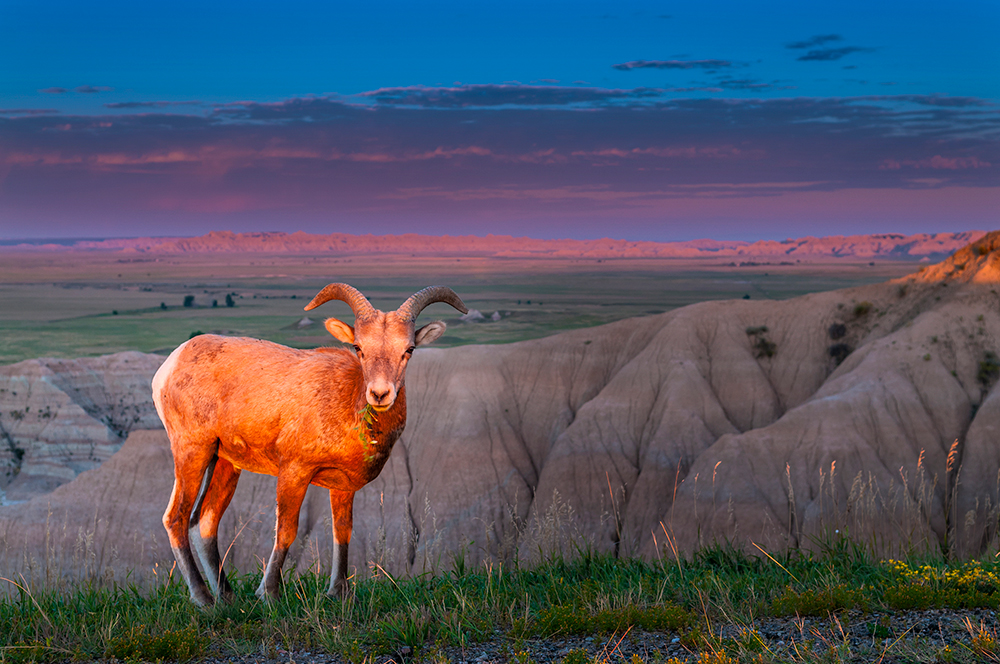 Rocky Mountain Bighorn Sheep in the Badlands.