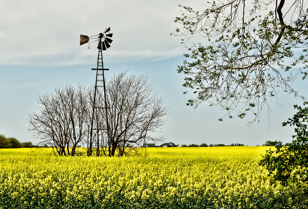 Canola Field in Full Bloom in Northeast Oklahoma.