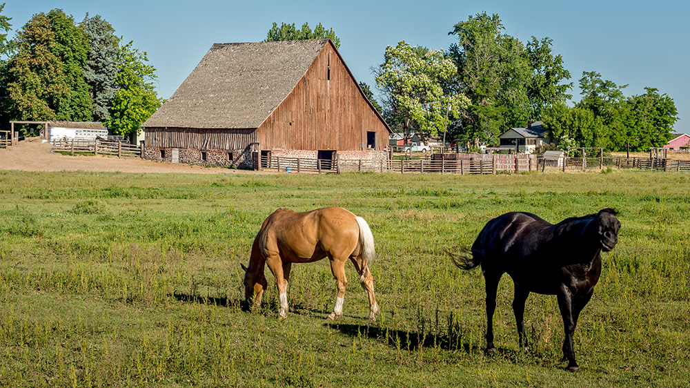 Horses Play in front of a rusitc barn in Nampa, ID.