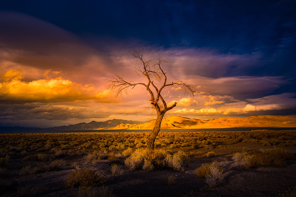 Sunset Behind Lone Tree at Pyramid Lake.