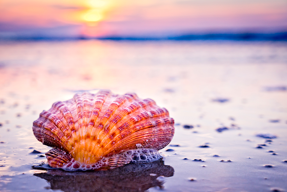 Mrytle Beach Seashell.