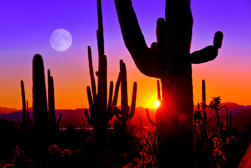 Saguaro National Park.